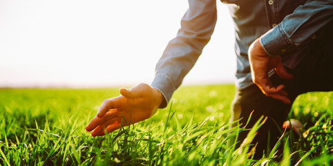 A person stands in a field holding a bunch of grass with roots. The sun shines brightly, highlighting the vibrant green grass. The scene shows agricultural work and nature. © maxbelchenko