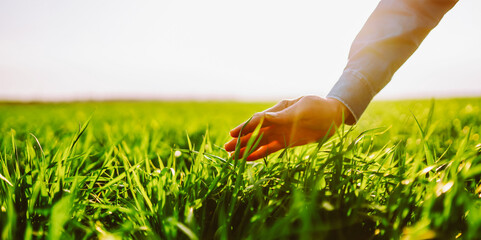 A person stands in a field holding a bunch of grass with roots. The sun shines brightly, highlighting the vibrant green grass. The scene shows agricultural work and nature. © maxbelchenko
