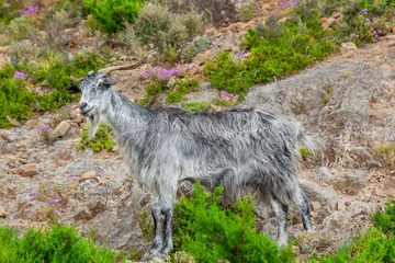 Wild goat in Kefalonia island © adisa