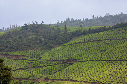 Cloud-Covered Mountain Landscape in Munnar, Kerala