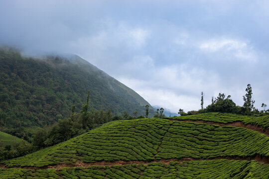 Cloud-Covered Mountain Landscape in Munnar, Kerala