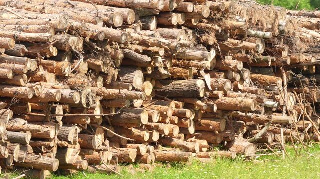 Brown logs stack high in the frame. Cut timber shows natural bark and wood grain. Grass grows at the pile's base. Weathered logs create a rustic appearance. Ideal for logging, firewood