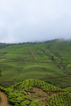 Cloud-Covered Mountain Landscape in Munnar, Kerala