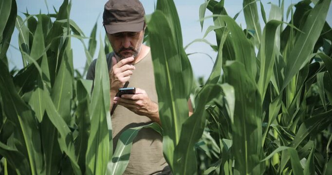 Agricultural worker checking mobile data in a maize field under clear skies. Precision agriculture, digital farming and modern agribusiness theme. 4K.