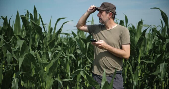 Farmer using a smartphone while standing in a cornfield during the growing season. Smart farming, agricultural technology and crop monitoring concept. 4K.
