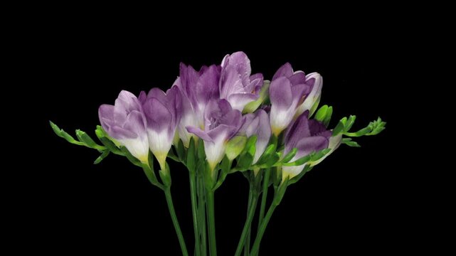 Time lapse of opening purple freesia bouquet isolated on black background