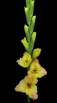 Time lapse of opening yellow gladiolus flower isolated on black background, vertical orientation