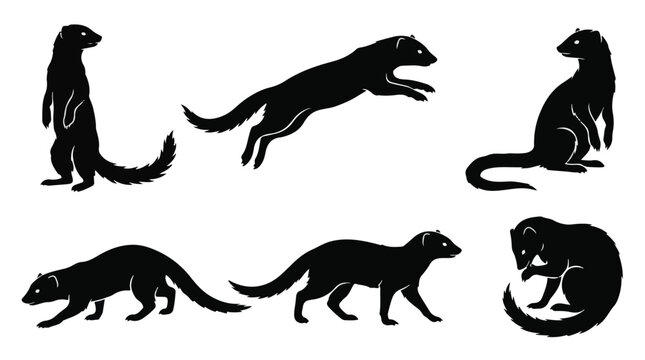 Silhouette of mongoose walking on white background