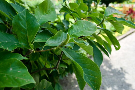 Close up of vibrant green deciduous leaves and bud at Munich Botanical Garden