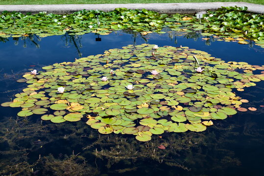 Naturalistic overhead view of blooming water lilies on pond at Munich Botanical Garden for background design