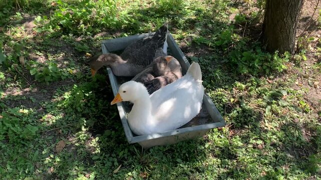 Three domestic geese relaxing and bathing in a metal water trough outdoors on a rural farm. White and gray geese enjoying a sunny day surrounded by natural vegetation. Concept of poultry farming, anim