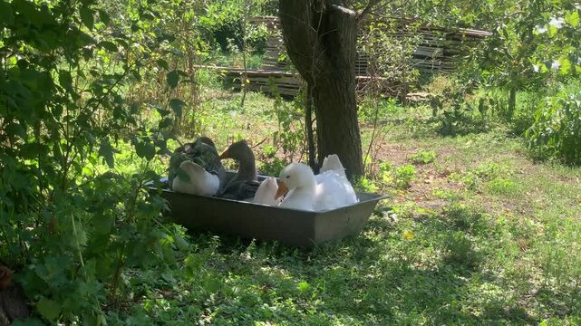 Three domestic geese relaxing and bathing in a metal water trough outdoors on a rural farm. White and gray geese enjoying a sunny day surrounded by natural vegetation. Concept of poultry farming, anim