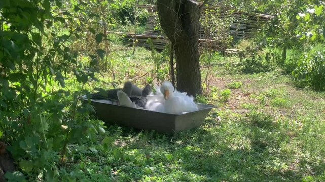 Three domestic geese relaxing and bathing in a metal water trough outdoors on a rural farm. White and gray geese enjoying a sunny day surrounded by natural vegetation. Concept of poultry farming, anim