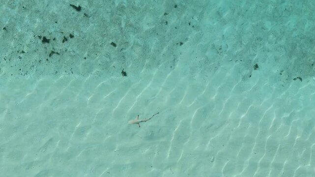 Aerial top down view of shark swimming