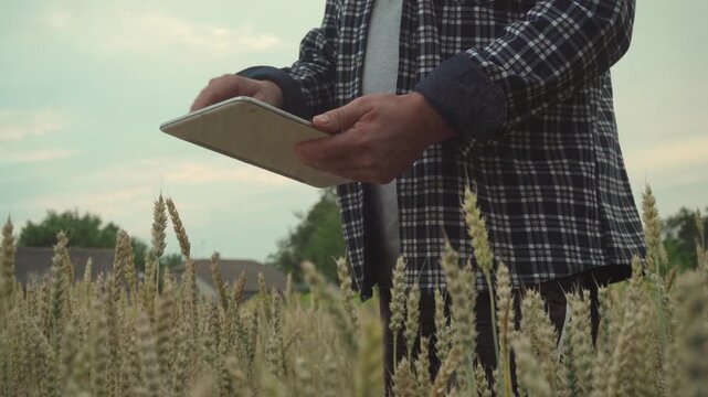 Agronomist in plaid shirt interacts with a tablet while standing amidst tall wheat stalks in a field, with a cloudy sky and distant trees visible in the background