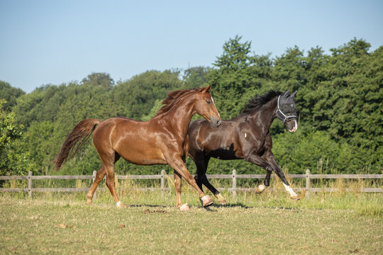 Integration eines neuen Pferdes: Kennenlernen im vollen, kraftvollen Galopp auf der Koppel bei Sonne im Sommer