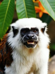 Fototapeta premium Close up of cotton-top tamarin monkey face. Small primate with white fur and dark markings looks ahead. Wild animal in natural green leafy habitat showing teeth.