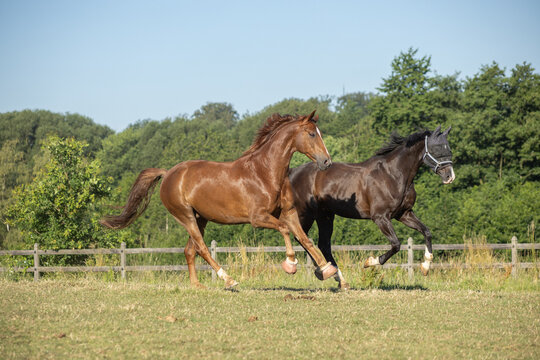 Integration eines neuen Pferdes: Kennenlernen im vollen, kraftvollen Galopp auf der Koppel bei Sonne im Sommer