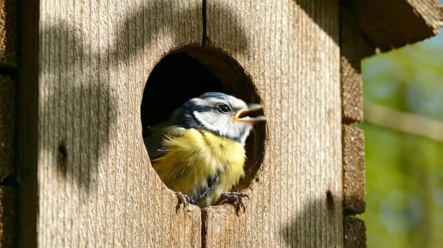 Cute blue tit chick perched inside a wooden birdhouse, eagerly waiting for food with open beak