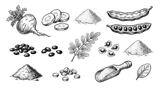 Hand drawn ink sketch of maca root, carob pod, moringa leaf and spirulina powder, isolated on white background