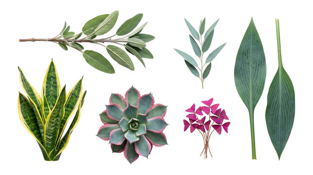 Set of various botanical leaves and succulent plants isolated on transparent background