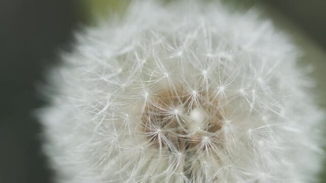 Macro shot of dandelion flower head in full seed bloom. Detailed floral texture of soft fluffy pappus. Nature closeup, 4k
