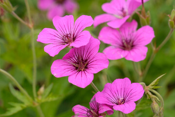 Fototapeta premium Bright pink hardy geranium, cranesbill, ‘Patricia’ or also known as ‘Brempat’ in flower.