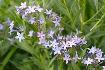 Obraz premium Amsonia Blue Ice, also known as blue star, in flower.