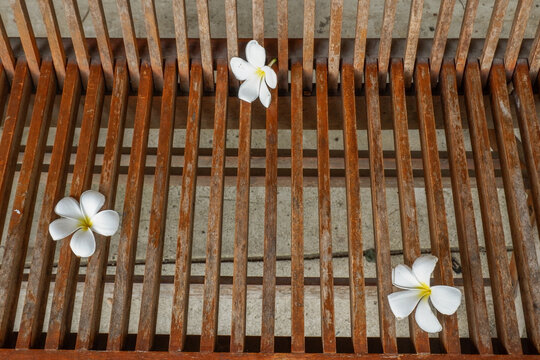 Top view of  frangipani flowers on rattan or bamboo background,detailed craftsmanship and pattern,wooden chair and table,scandinavian style.