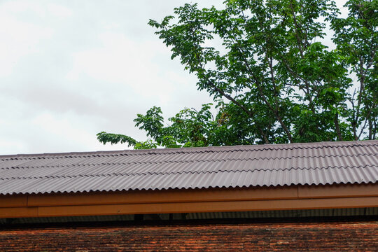 Ivy on roof of house,cozy home in forest,green space and tree,Contemporary interior design of rest space,minimal concept,space for text.