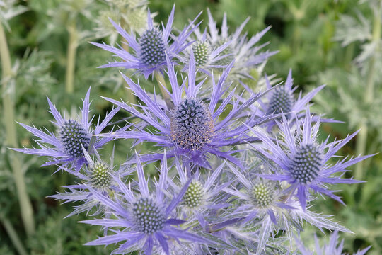 Eryngium x olivierianum Big Blue, eryngo or sea holly, in flower.