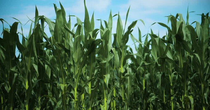 Healthy corn plants flourishing during the growing season in fertile farmland. Food production, agribusiness and modern agriculture theme. 4K.
