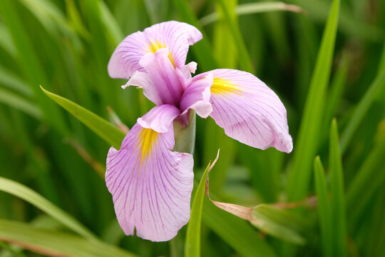 Siberian Iris &lsquo;pink haze&rsquo; in flower.