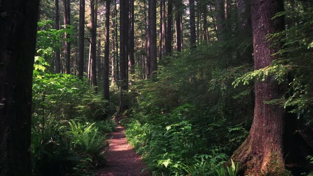 Forward-moving view along the shaded forest trail to Third Beach in La Push, Washington, with tall evergreens, ferns, and sunlit path. Cinematic Dolly Shot. 4K UHD video.