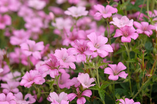 Pink Geranium x oxonianum, cranesbill &lsquo;Rose Clair&rsquo; in flower.