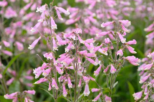 Pale pink and white Penstemon hirsutus, also known as hairy penstemon, in flower.
