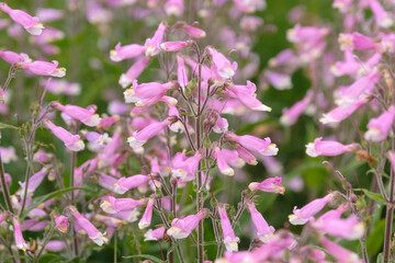 Obraz premium Pale pink and white Penstemon hirsutus, also known as hairy penstemon, in flower.