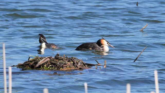 Great crested grebe birds near the nest ( Podiceps cristatus )