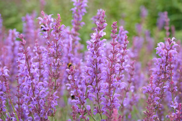 Obraz premium Purple Salvia sylvestris ‘Serenade’, wood sage, in flower.