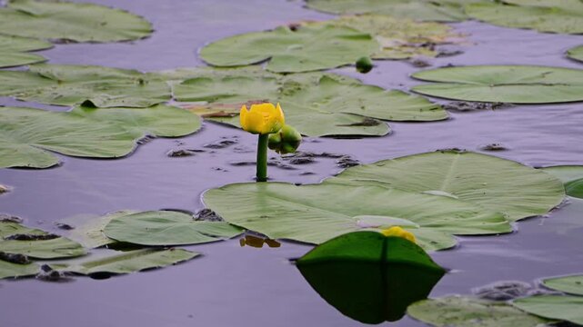 A vibrant yellow water lily (Nuphar lutea) blooms above large green lily pads floating on the calm, reflective surface of a serene pond.