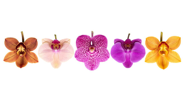 Collection of five different colorful orchid flowers isolated on transparent background