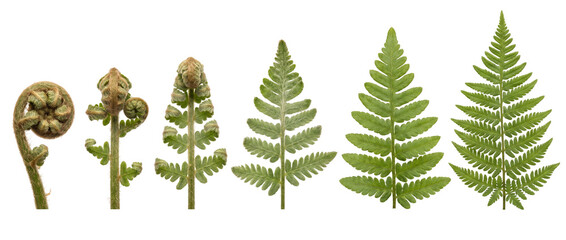 Fototapeta premium Fern growth stages life cycle showing green frond unfurling from fiddlehead to leaf on black background, clean botanical development sequence illustrating nature plant evolution and growth biology.