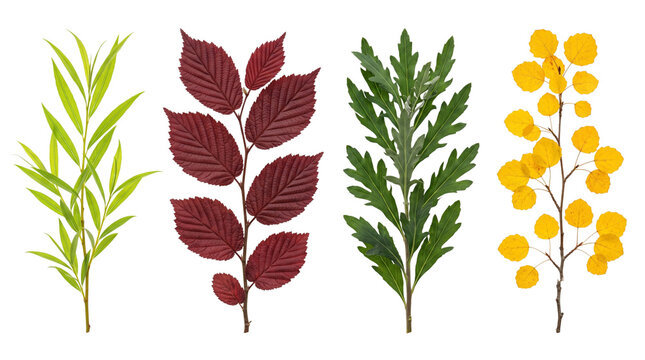 Set of four different tree branches with colorful leaves isolated on transparent background