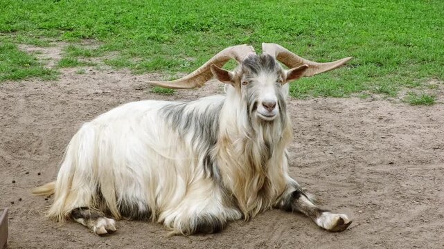 A goat with large curved horns and shaggy white and greyish fur lies on a patch of dry brown dirt, and green grass in the background. Farm animals. High quality 4K footage.