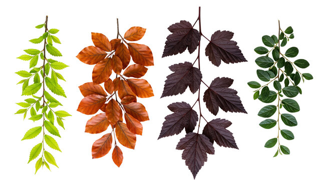 Set of four different tree branches with colorful leaves isolated on transparent background