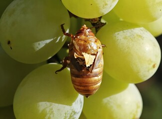 Obraz premium Macro view insect pupal case amid ripening grapes. Parasitized leafroller shell rests on vine cluster. Close-up shows intricate details of nature cycle within vineyard setting. Beneficial insects
