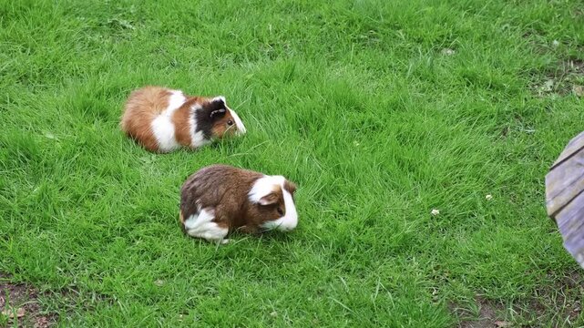 Two guinea pigs with brown and white fur grazing in a lush green grassy field. Animals are outdoor. High quality 4k footage.