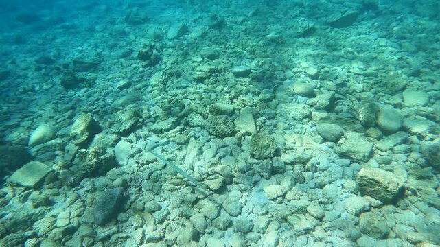 Underwater view of a long, thin needlefish swimming slowly over a rocky seabed in clear blue water.