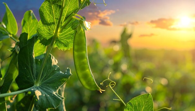 Close-up of pea pod and leaves against a blurred sunset backdrop in a green field