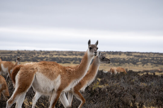 guanaco in argentina